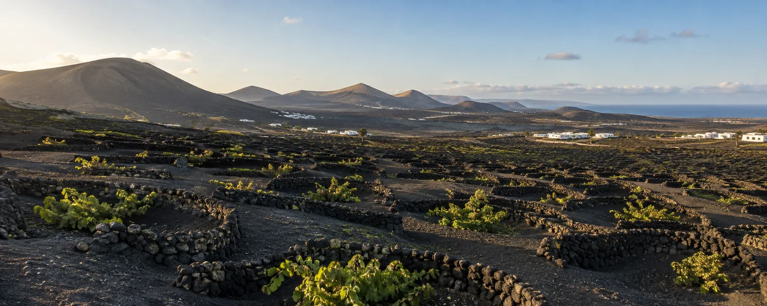 Vignes protégées par des murets de pierre dans les paysages volcaniques de La Geria à Lanzarote