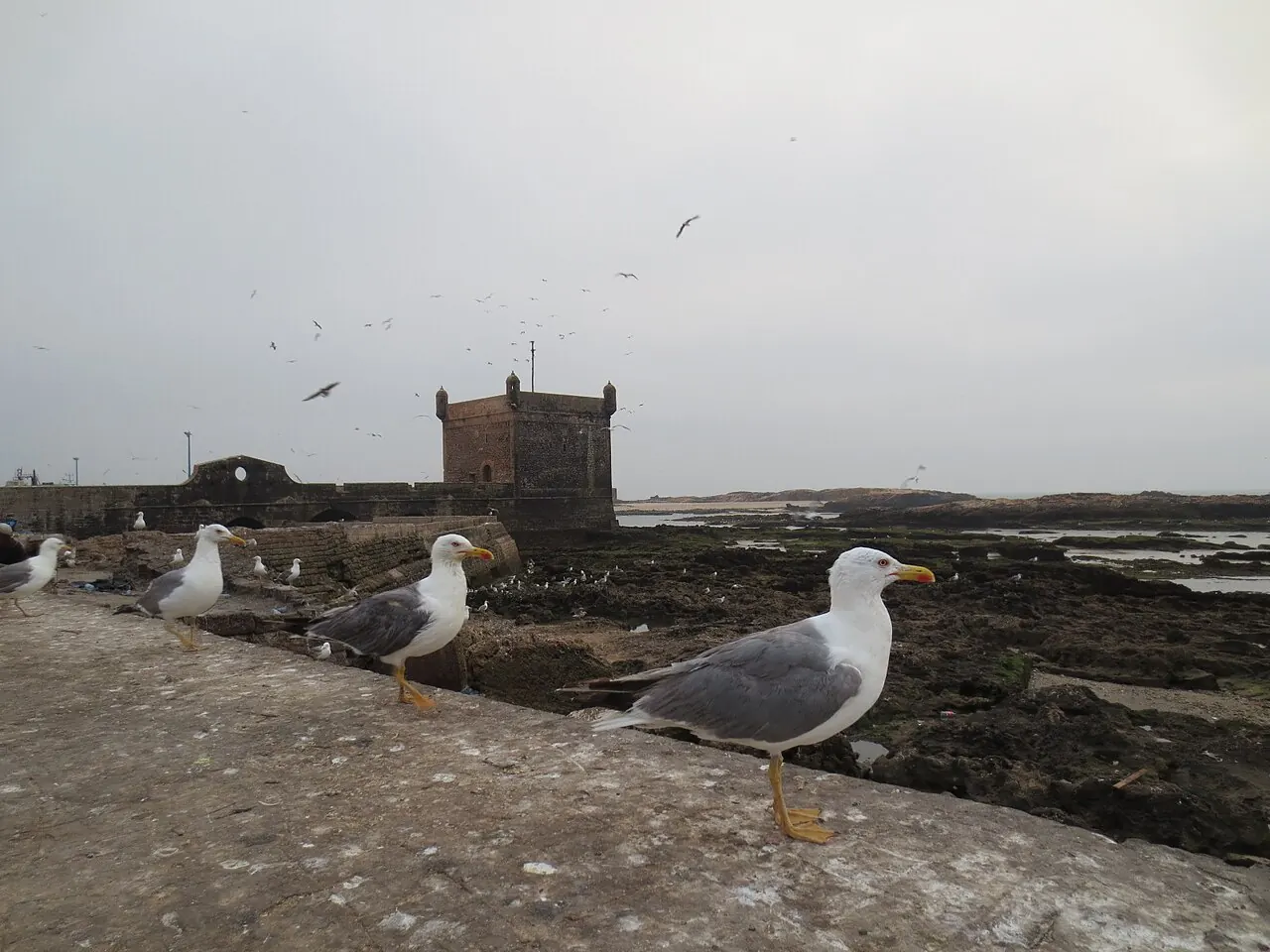 Remparts et oiseaux près du port d’Essaouira