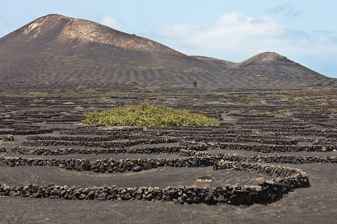 Vignes et sols volcaniques à La Geria, Lanzarote