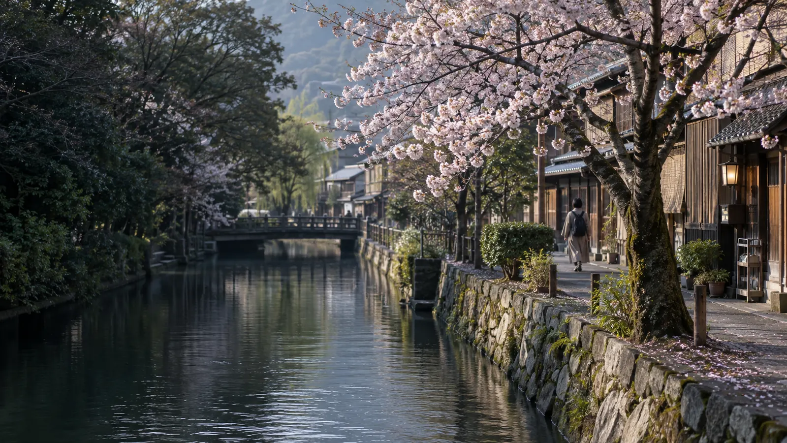 Canal bordé de cerisiers en fleurs
